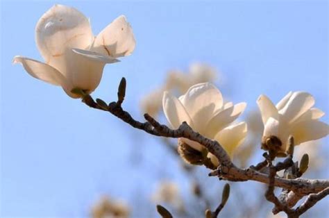 金玉蘭花種植禁忌|玉蘭花種植方法以及注意事項